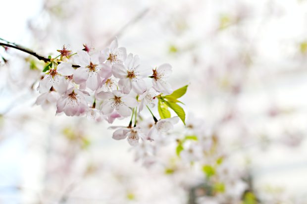 Free Download Spring Desktop Backgrounds 3.