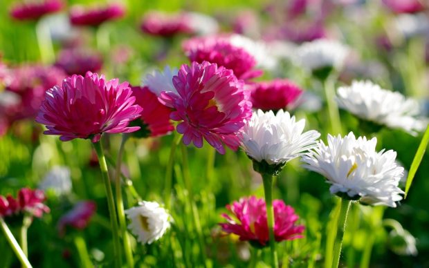 Free Download Spring Flower Wallpapers 3.