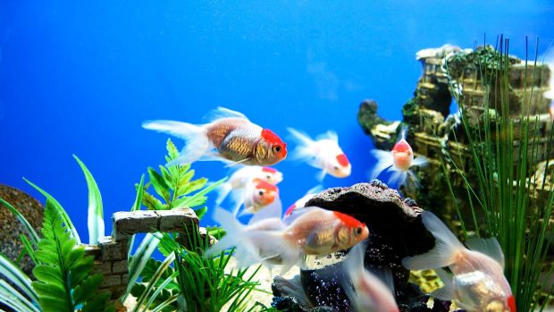 Free download Aquarium Wallpaper HD 5.