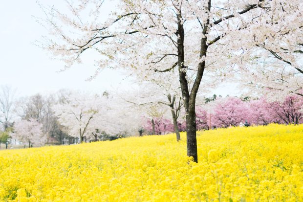 Free download Sping Desktop Background 1.