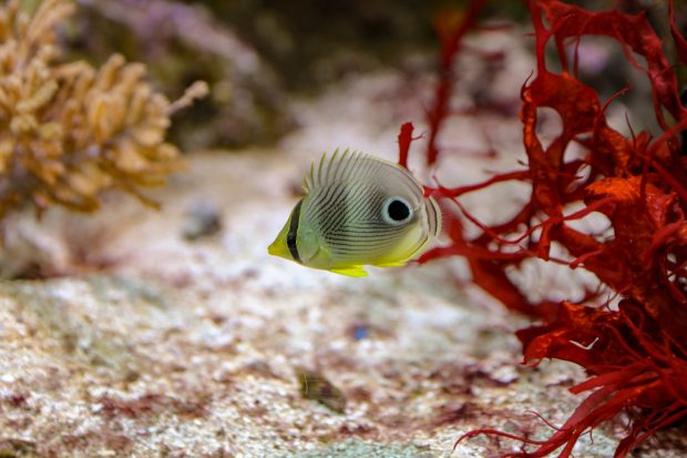 Georgia Aquarium Atlanta Image.