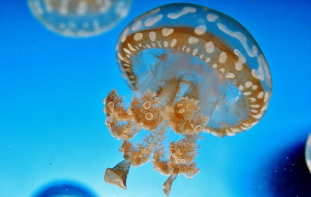 Jellyfish Ocean underwater 2K wallpaper.