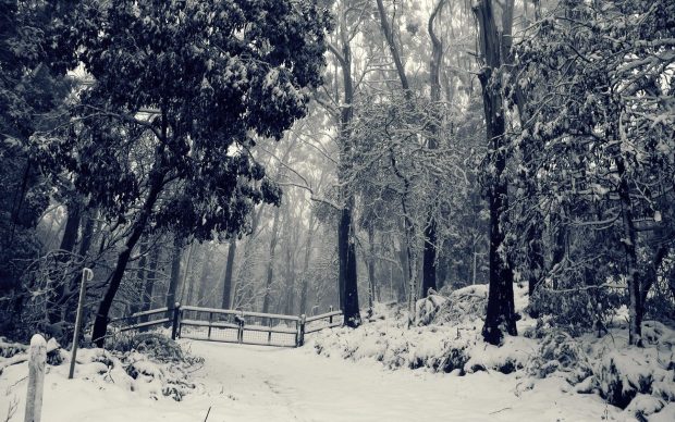 Latest Winter Wonderland Background.