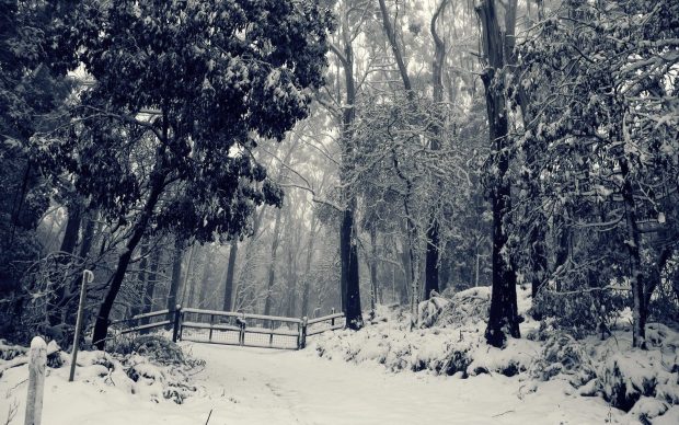 Latest Winter Wonderland Background.