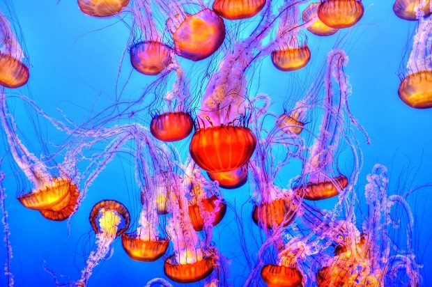 Monterey Bay Aquarium Background.