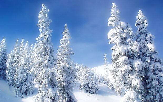 Nature Winter Wonderland Wallpaper.