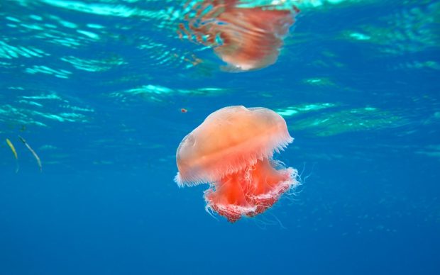 Nature Ocean underwater desktop hd.