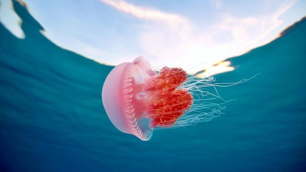 Ocean pink jellyfish underwater 1920x1080.