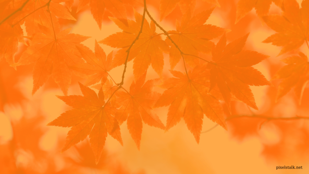 Orange Maple Fall Leaves Wallpaper Desktop.