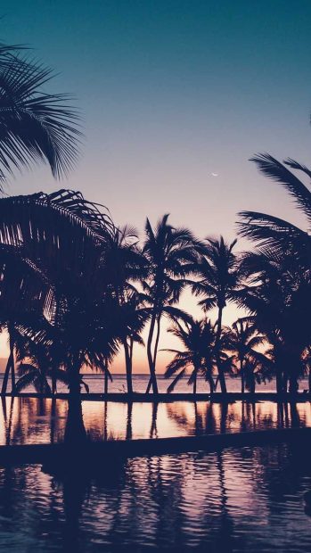 Palm tree Summer aesthetic wallpaper 1.