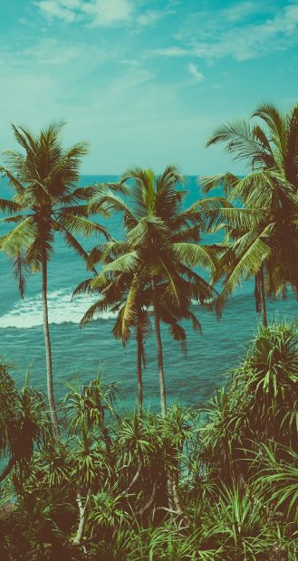 Palm tree Summer aesthetic wallpaper 3.