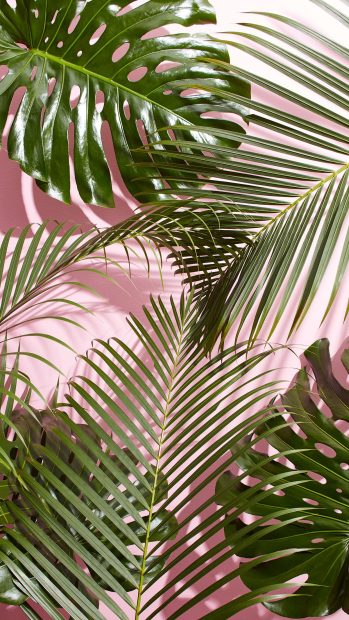 Palm tree Summer aesthetic wallpaper 4.