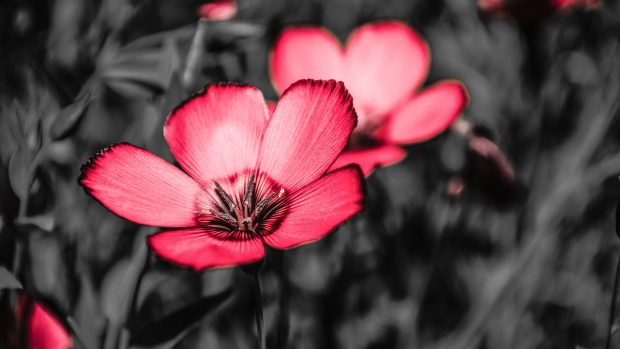 Pink Flowers 4k Wallpaper.