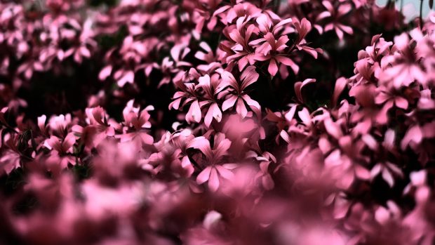 Pink Flowers Ultra Hd Blur 4k.