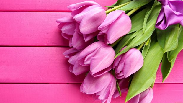 Pink tulips flowers 4k HD wallpapers.