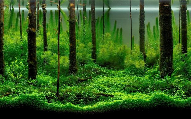 Planted 3D Aquarium Backgrounds 1.