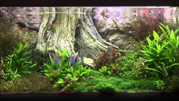 Planted 3D Aquarium Backgrounds 2.