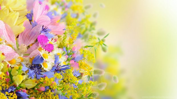 Pretty Flowers Wallpapers HD Backgrounds.