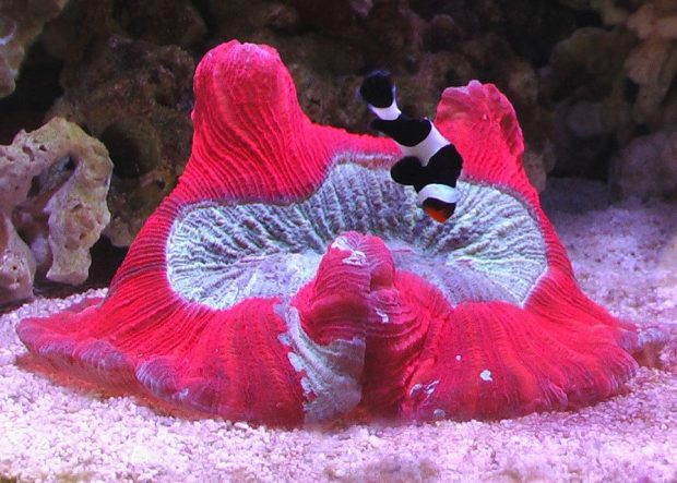 Red Corals 3D Aquarium Backgrounds.