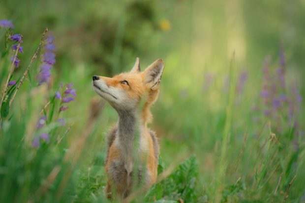 Red fox standing on grass field.