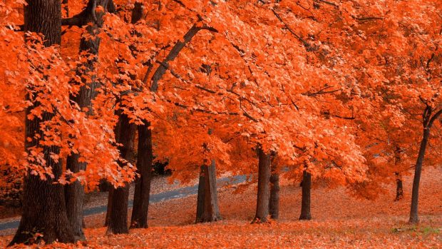 Red leaves Fall image wallpaper 3.