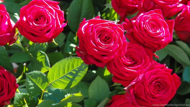 Rose Leaves Beautiful Flowers Wallpapers HD In 4K Resolution.