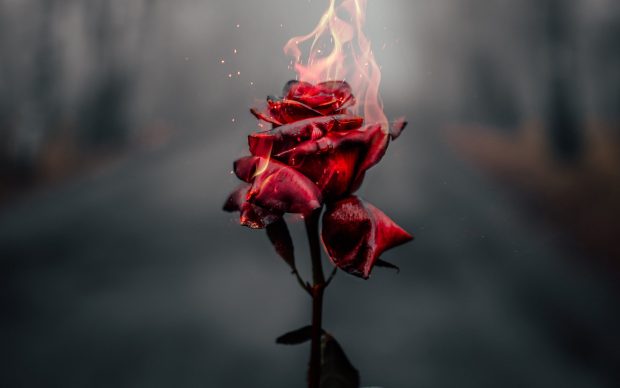 Rose flower 4K Wallpaper Fire Burning.