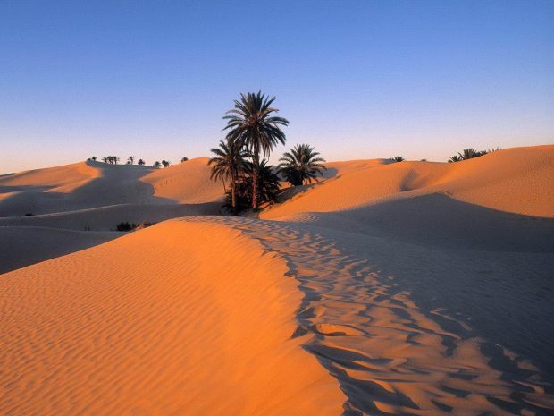 Sahara Desert and Palm Trees Wallpapers.