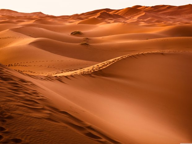 Sahara Desktop Wallpapers.