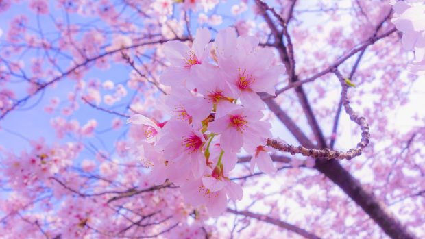 Sakura 4K Photo.