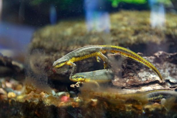 Shedd Aquarium Animals Photo.