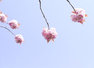 Sping Desktop Backgrounds 1.