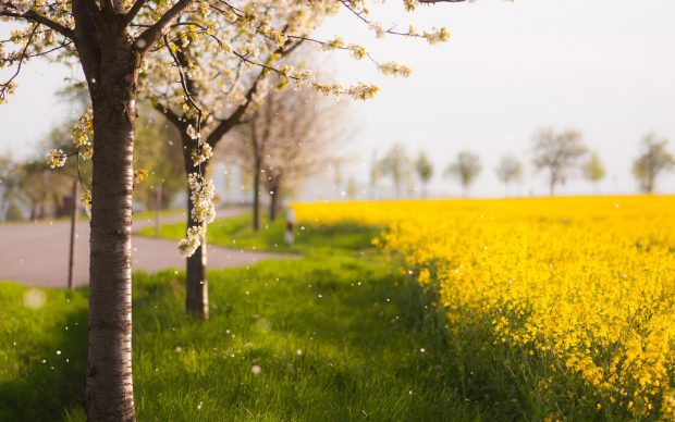 Spring Backgrounds for Desktop Computer 1.