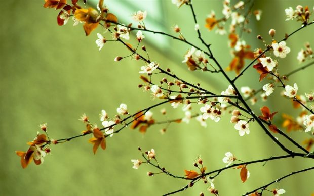 Spring Flower Desktop Wallpapers.