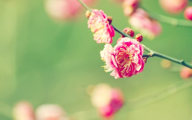 Spring Flower Wallpapers Download Free 2.