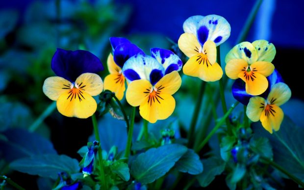 Spring Flower Wallpapers Download Free 4.