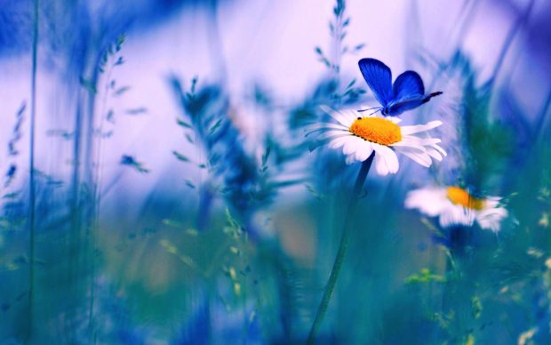 Spring Flower Wallpapers Download Free 5.