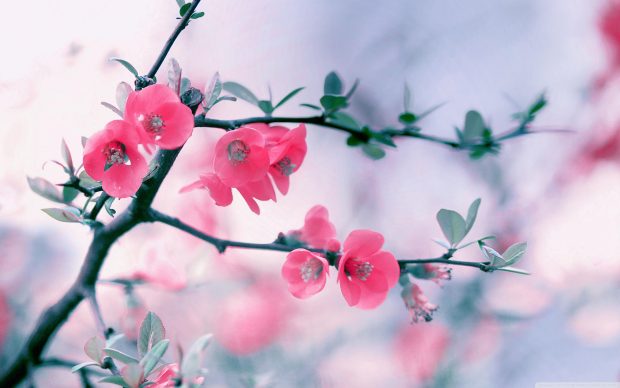 Spring Flowers Backgrounds HD.