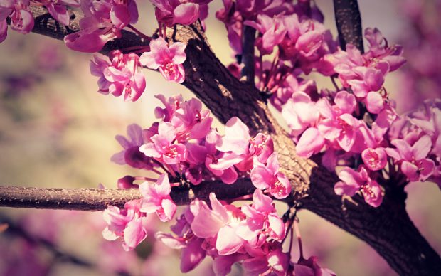 Spring Flowers Desktop Backgrounds 2.