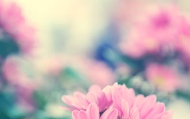 Spring Flowers Desktop Backgrounds 4.