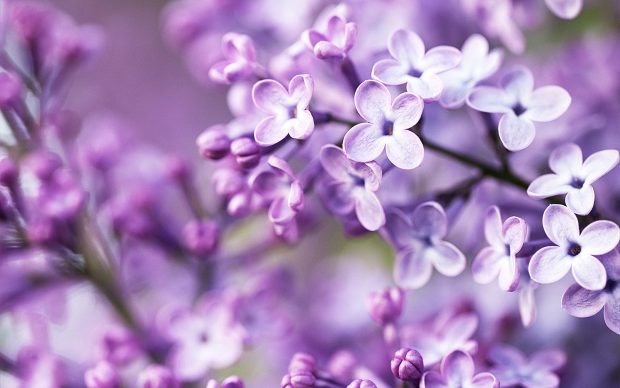 Pocahontas Lilac (Syringa x hyacinthiflora 'Pocahontas').