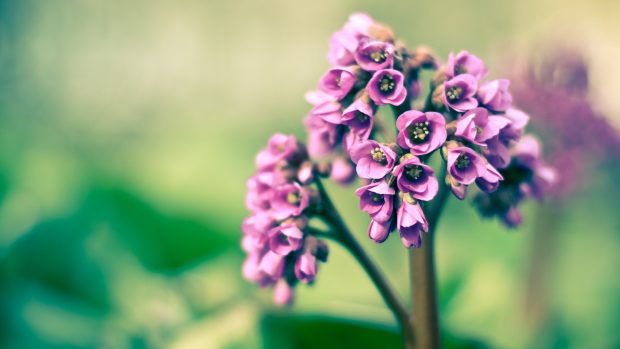 Spring Flowers Images 4.