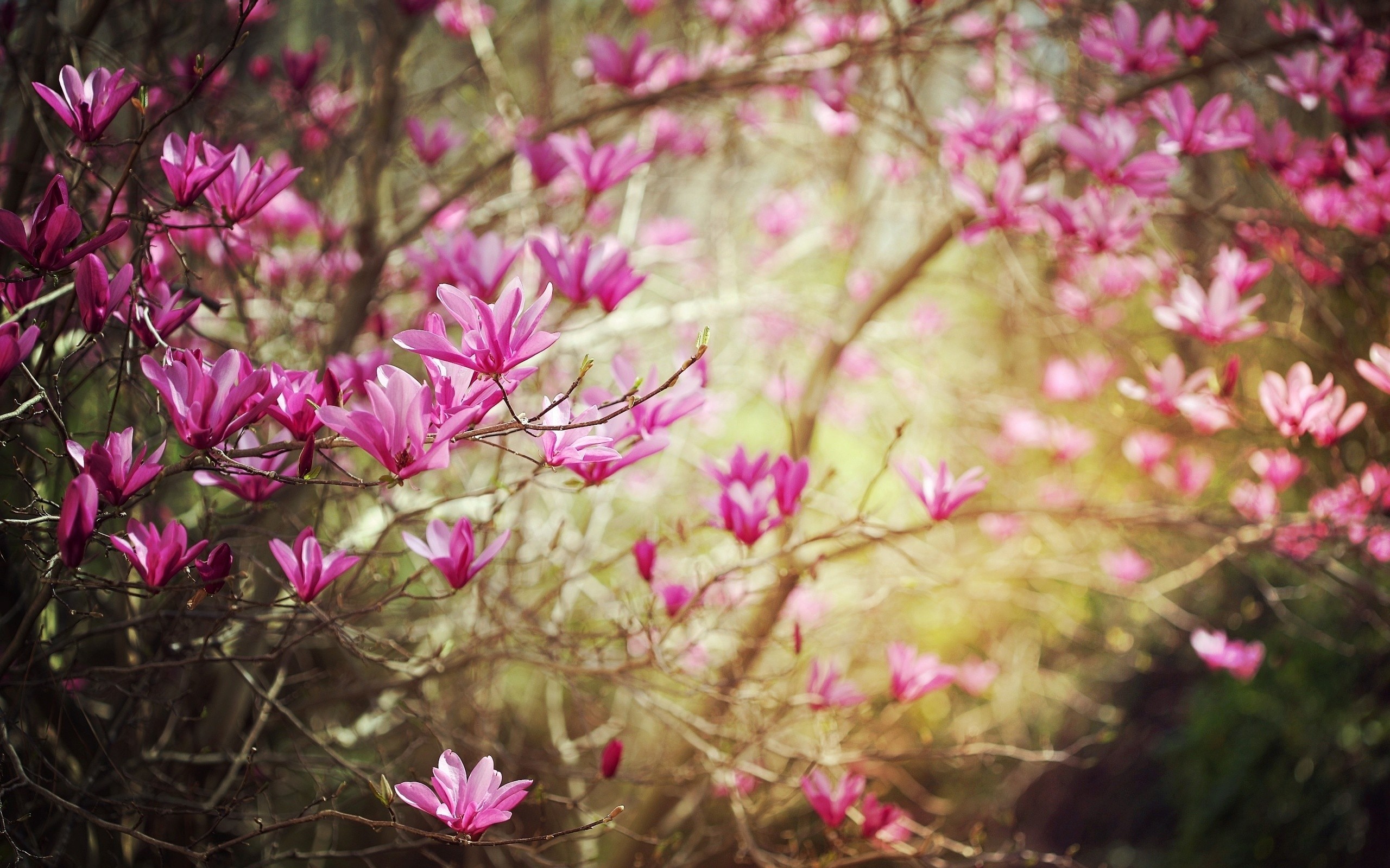 Spring Flowers Wallpaper HD (50+ Images) - PixelsTalk.Net