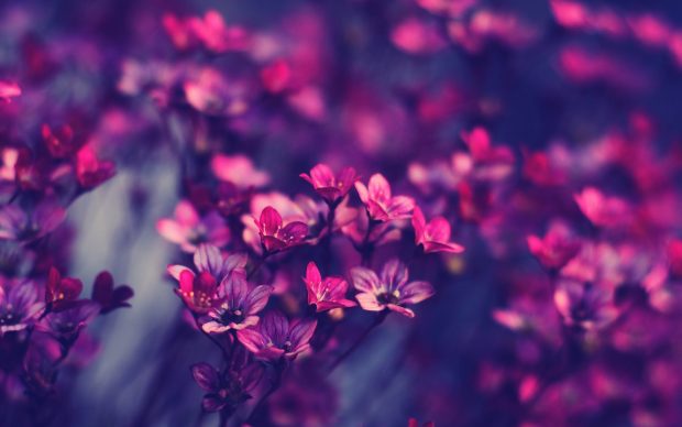 Spring Flowers Images Wallpapers 1.