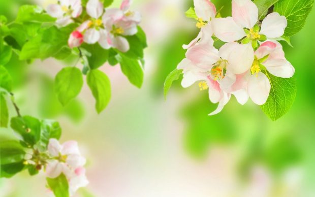 Spring Flowers Images Wallpapers 2.