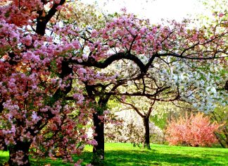 Spring Images 1.