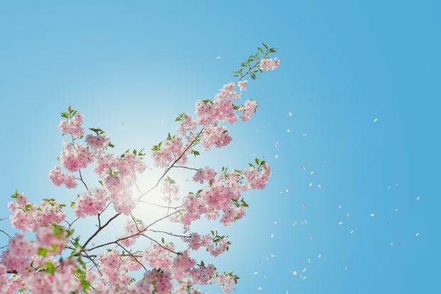 Spring Wallpaper HD 3.