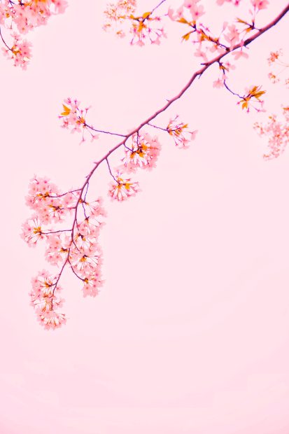 Spring iPhone Wallpaper 1.