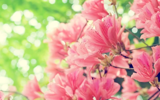 Spring Flowers Wallpaper.