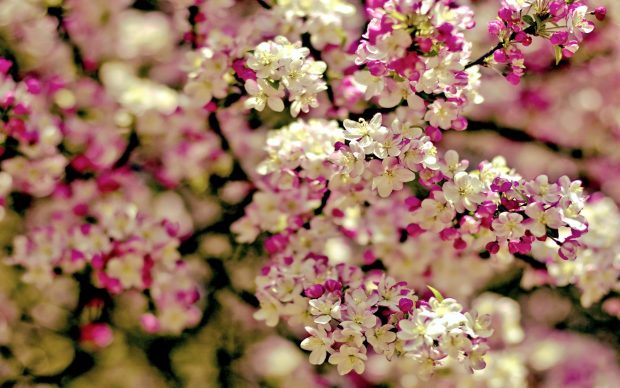 Spring Flowers Wallpapers.